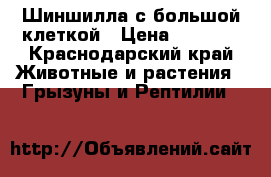 Шиншилла с большой клеткой › Цена ­ 3 000 - Краснодарский край Животные и растения » Грызуны и Рептилии   